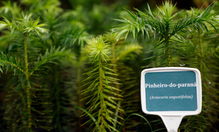 Instituto Água e Terra (IAT) já distribuiu mais de 8,5 milhões de mudas de espécies nativas desde 2019 , 70 mil delas apenas nesta semana, em comemoração ao Dia da Árvore.