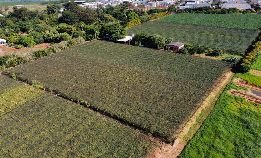 Com reconhecimento nacional, Marialva reforça vocação como maior produtora de uvas do Paraná