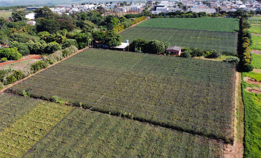Com reconhecimento nacional, Marialva reforça vocação como maior produtora de uvas do Paraná