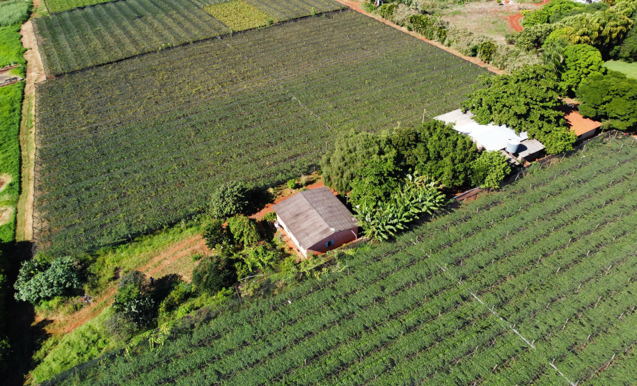 indicação geografica