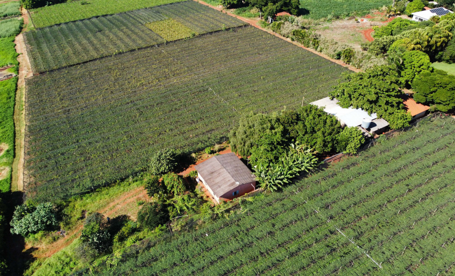 Com reconhecimento nacional, Marialva reforça vocação como maior produtora de uvas do Paraná