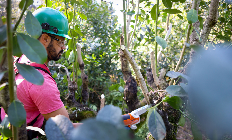 Paraná lidera a produção nacional de lenha e produtos alimentícios da silvicultura