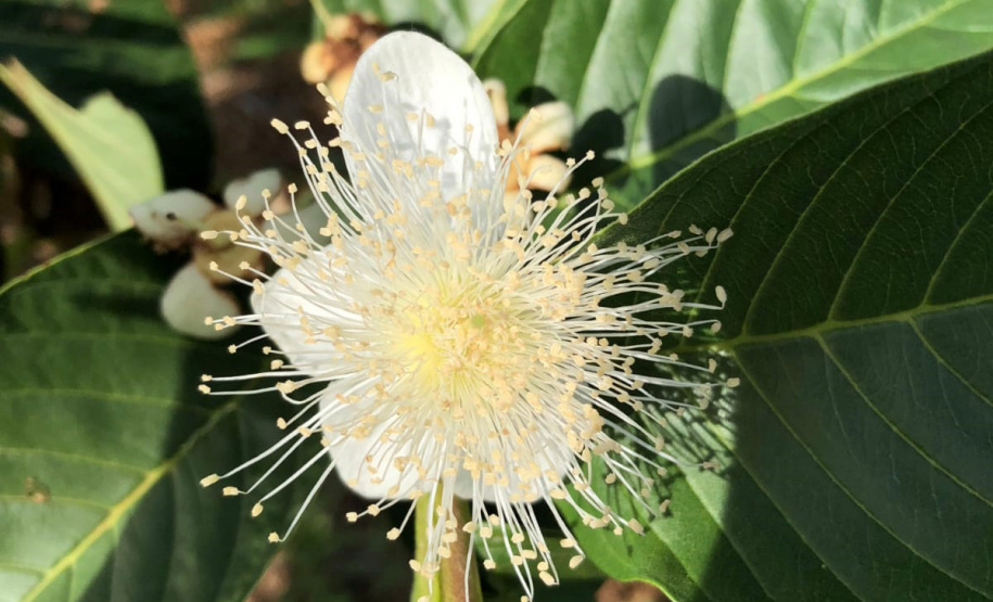 Dedicação dos produtores faz Carlópolis ser conhecida como Capital Nacional da Goiaba de Mesa.
