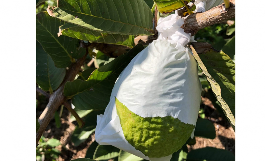 Dedicação dos produtores faz Carlópolis ser conhecida como Capital Nacional da Goiaba de Mesa.