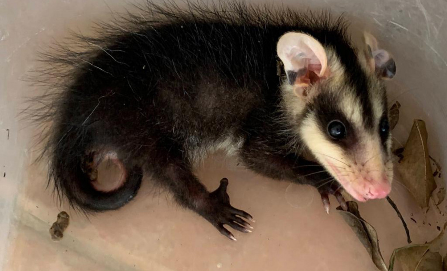 IAT alerta para período de reprodução dos gambás e reforça a convivência pacífica com esses animais