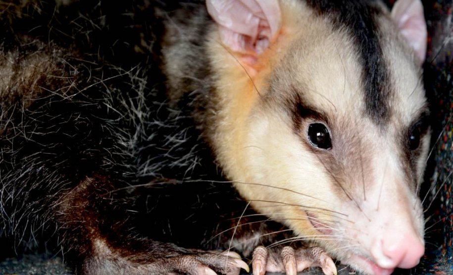 IAT alerta para período de reprodução dos gambás e reforça a convivência pacífica com esses animais