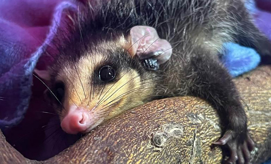 IAT alerta para período de reprodução dos gambás e reforça a convivência pacífica com esses animais