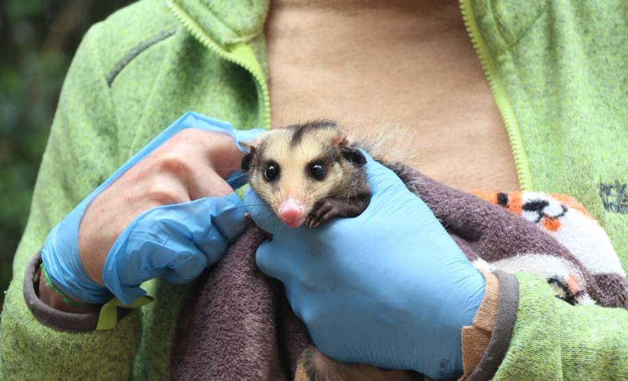 IAT alerta para período de reprodução dos gambás e reforça a convivência pacífica com esses animais