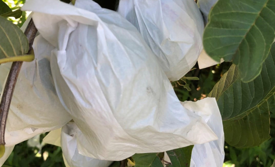 Dedicação dos produtores faz Carlópolis ser conhecida como Capital Nacional da Goiaba de Mesa.