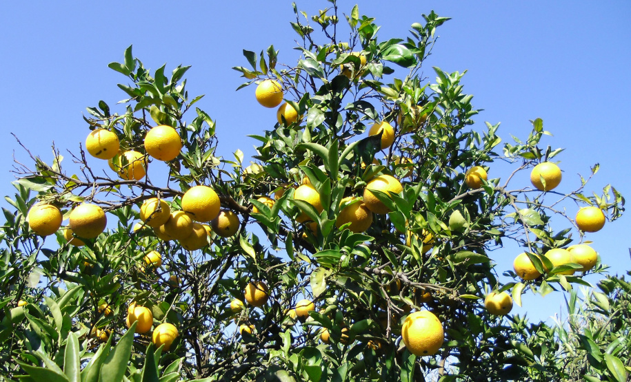 Estudo conduzido por técnicos do IDR indica melhores opções de laranja-pera para agricultura