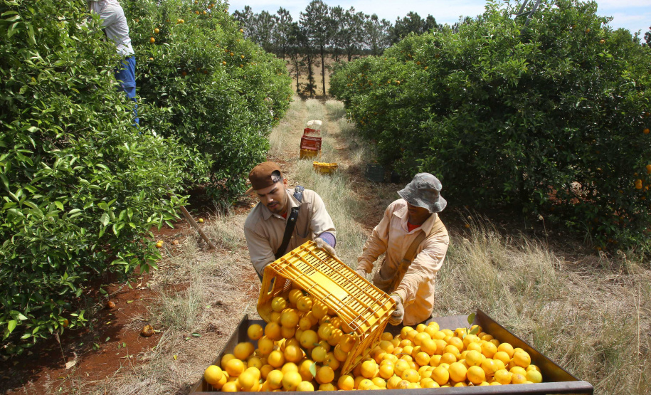 Estudo conduzido por técnicos do IDR indica melhores opções de laranja-pera para agricultura