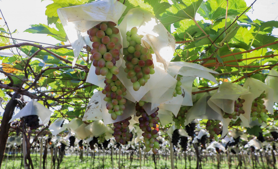 Com reconhecimento nacional, Marialva reforça vocação como maior produtora de uvas do Paraná
