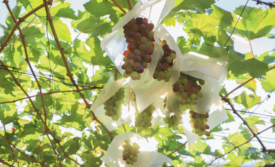Com reconhecimento nacional, Marialva reforça vocação como maior produtora de uvas do Paraná