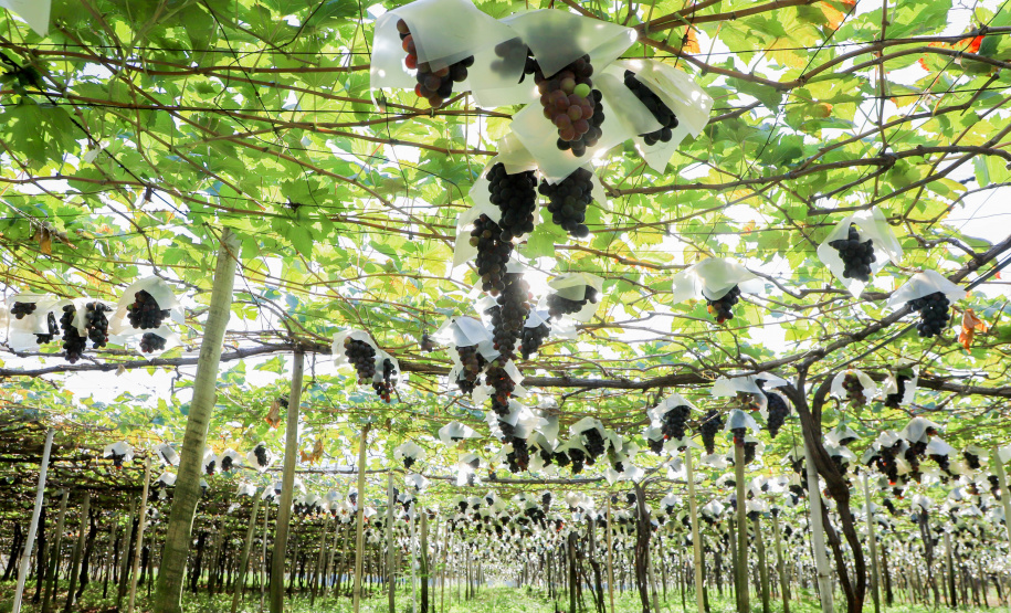 Com reconhecimento nacional, Marialva reforça vocação como maior produtora de uvas do Paraná