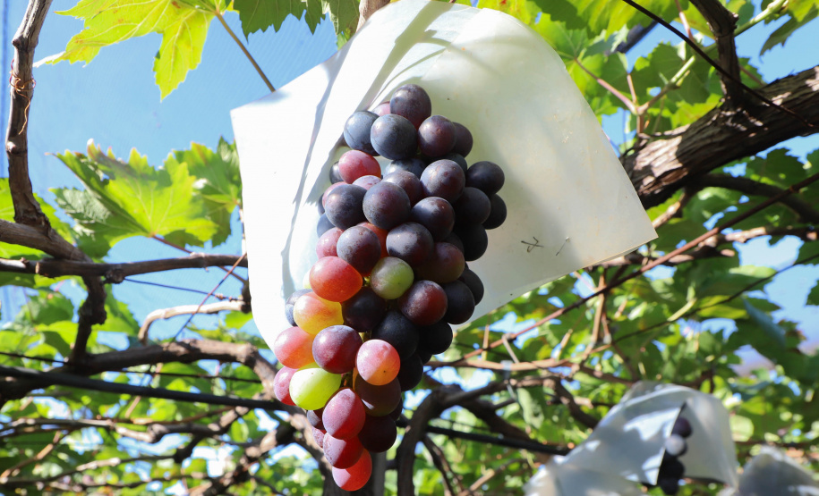 Com reconhecimento nacional, Marialva reforça vocação como maior produtora de uvas do Paraná