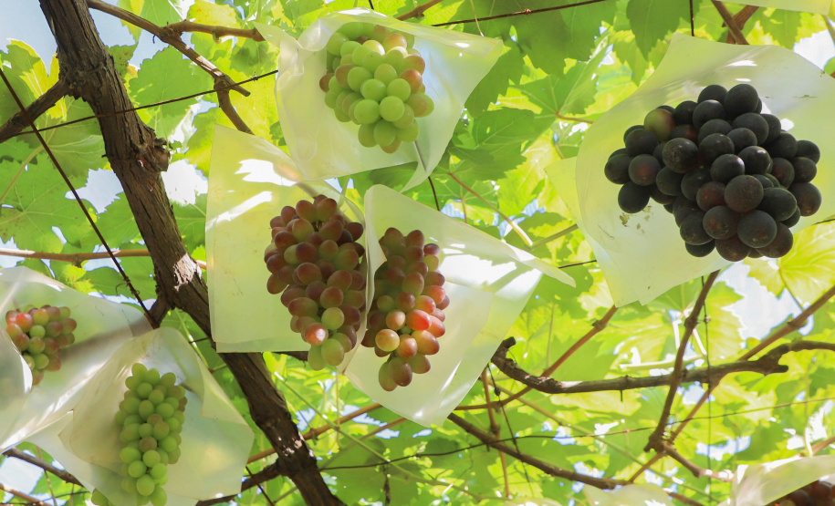 indicação geografica