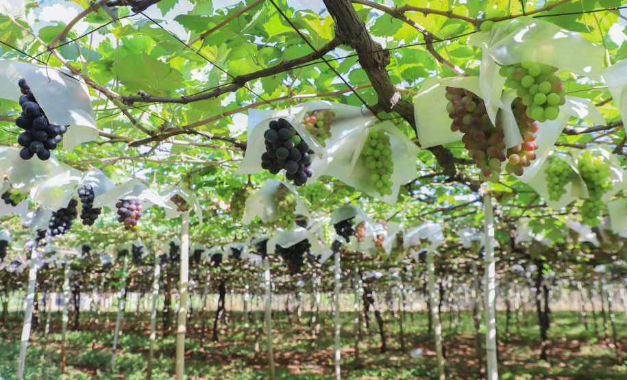 Com reconhecimento nacional, Marialva reforça vocação como maior produtora de uvas do Paraná