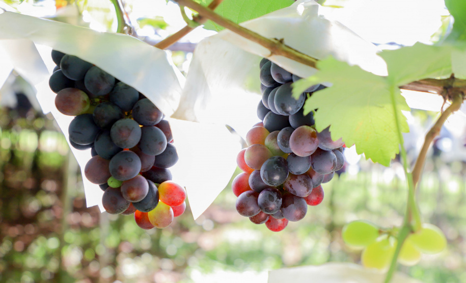 Com reconhecimento nacional, Marialva reforça vocação como maior produtora de uvas do Paraná