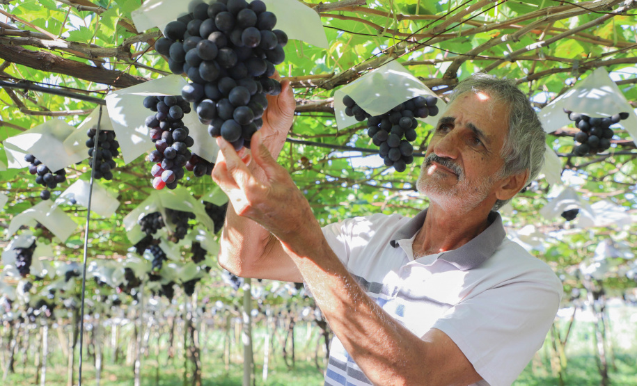 Com reconhecimento nacional, Marialva reforça vocação como maior produtora de uvas do Paraná
