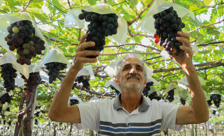 Com reconhecimento nacional, Marialva reforça vocação como maior produtora de uvas do Paraná