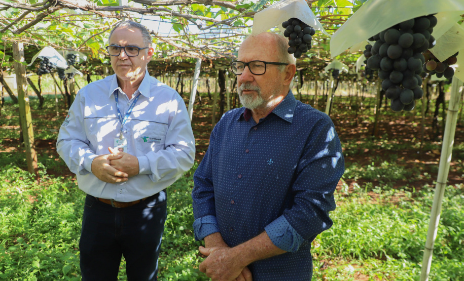 Com reconhecimento nacional, Marialva reforça vocação como maior produtora de uvas do Paraná