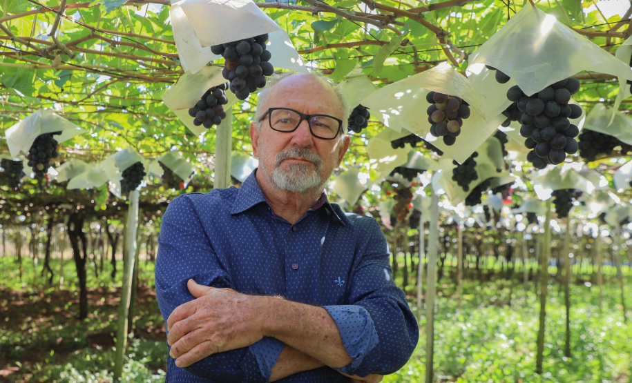 Com reconhecimento nacional, Marialva reforça vocação como maior produtora de uvas do Paraná