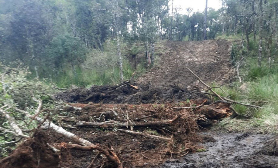 A sétima edição da Operação Mata Atlântica em Pé aplicou mais de R$ 28 milhões em multas por desmatamento ilegal no Paraná.