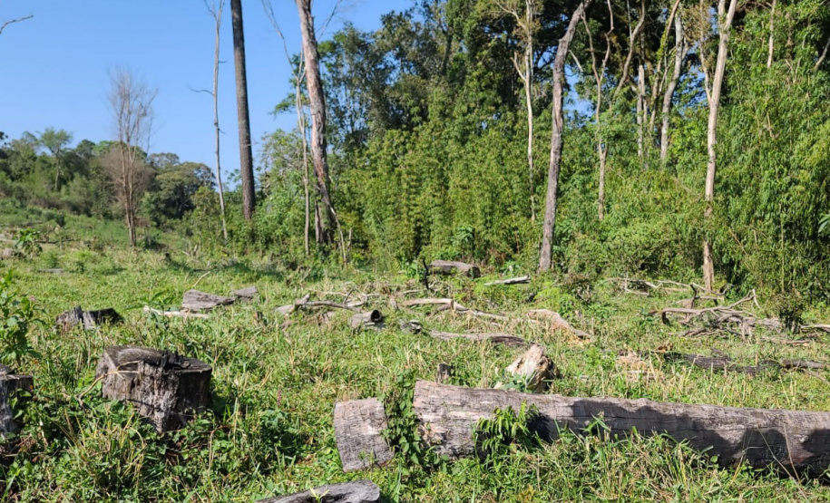 A sétima edição da Operação Mata Atlântica em Pé aplicou mais de R$ 28 milhões em multas por desmatamento ilegal no Paraná.