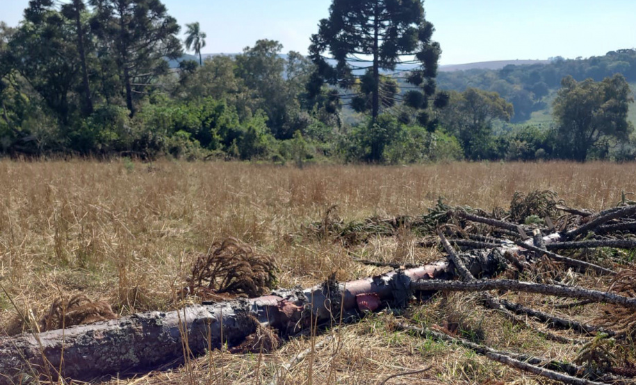 A sétima edição da Operação Mata Atlântica em Pé aplicou mais de R$ 28 milhões em multas por desmatamento ilegal no Paraná.