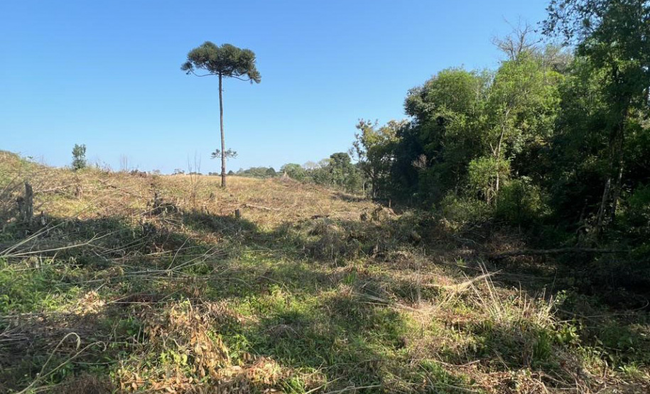 A sétima edição da Operação Mata Atlântica em Pé aplicou mais de R$ 28 milhões em multas por desmatamento ilegal no Paraná.