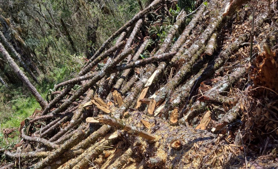 A sétima edição da Operação Mata Atlântica em Pé aplicou mais de R$ 28 milhões em multas por desmatamento ilegal no Paraná.