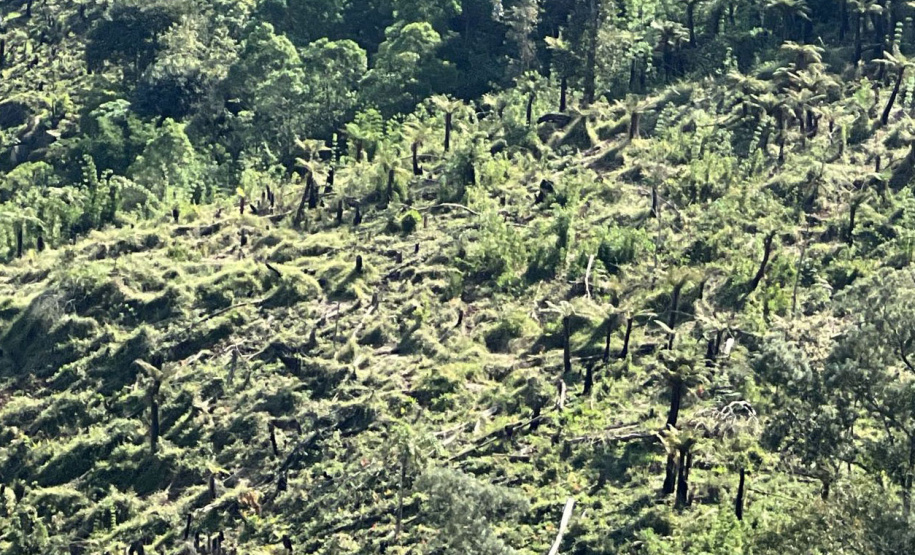 A sétima edição da Operação Mata Atlântica em Pé aplicou mais de R$ 28 milhões em multas por desmatamento ilegal no Paraná.