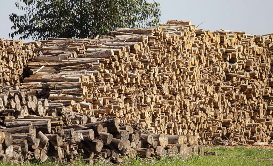 Paraná lidera a produção nacional de lenha e produtos alimentícios da silvicultura