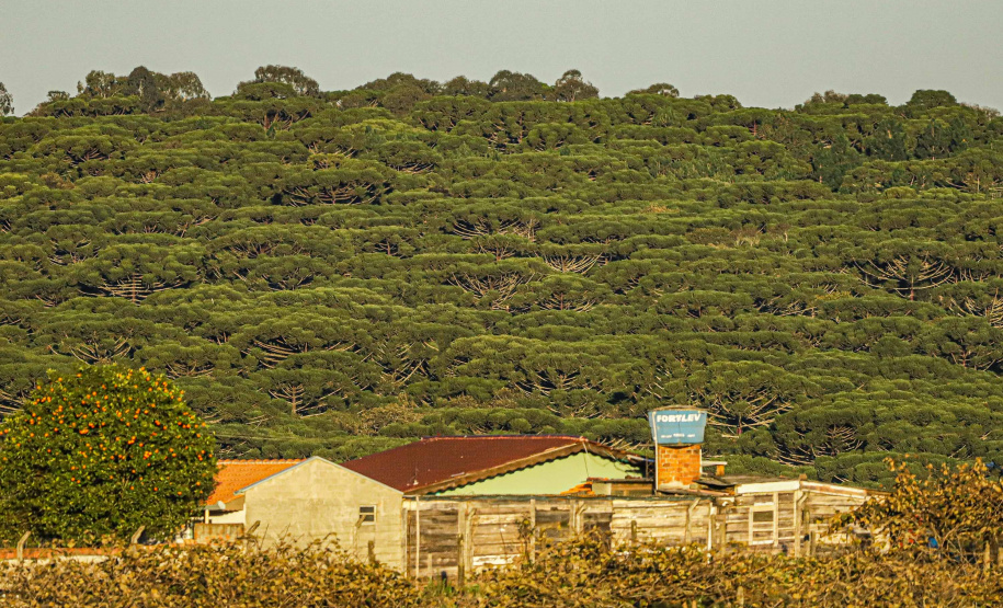 Paraná lidera a produção nacional de lenha e produtos alimentícios da silvicultura