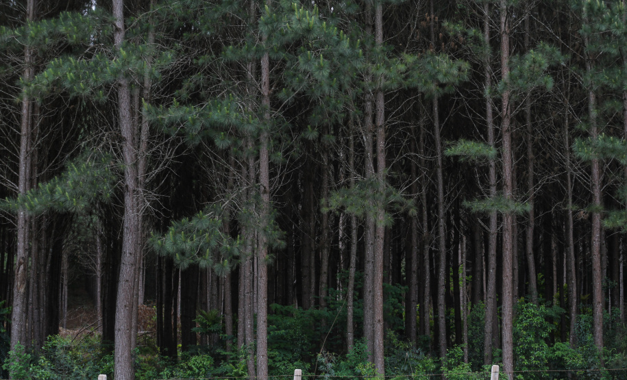 Paraná lidera a produção nacional de lenha e produtos alimentícios da silvicultura