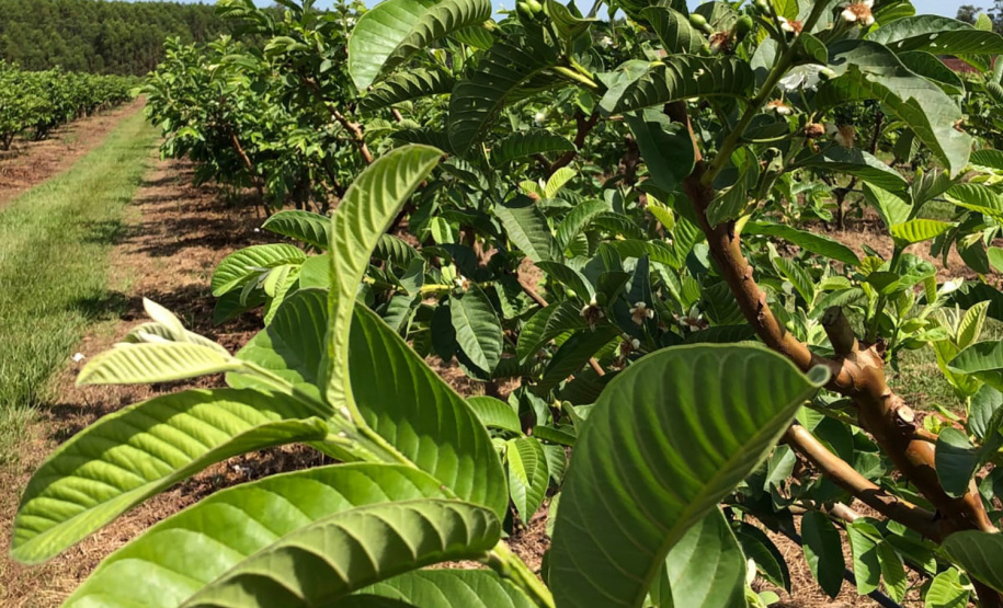 Dedicação dos produtores faz Carlópolis ser conhecida como Capital Nacional da Goiaba de Mesa.