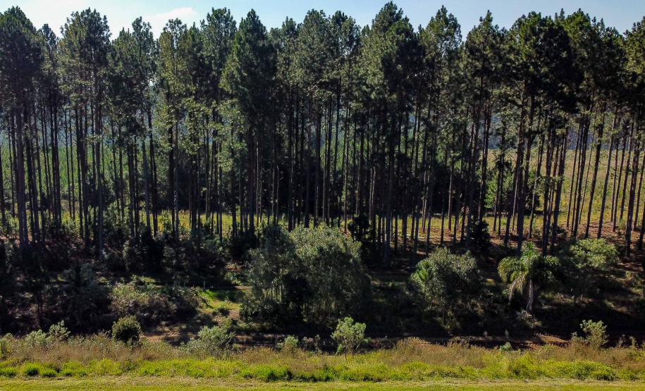 Paraná lidera a produção nacional de lenha e produtos alimentícios da silvicultura