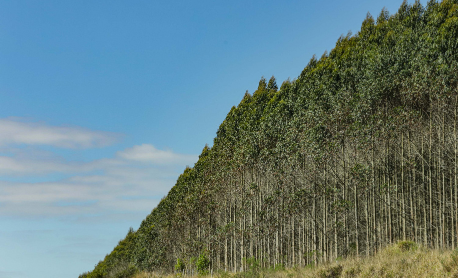 Paraná lidera a produção nacional de lenha e produtos alimentícios da silvicultura
