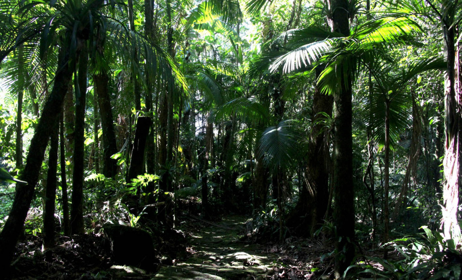 As 28 Unidades de Conservação do Paraná abertas à visitação possuem trilhas como um dos principais atrativos naturais.