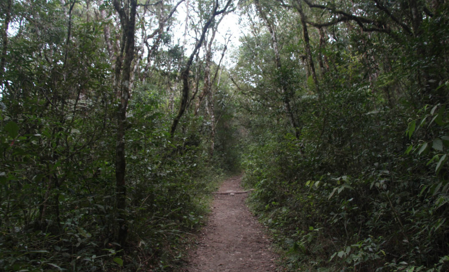 As 28 Unidades de Conservação do Paraná abertas à visitação possuem trilhas como um dos principais atrativos naturais.