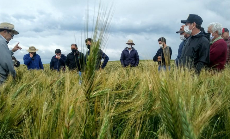 IDR-Paraná mostra viabilidade do cultivo de cereais de inverno em Ponta Grossa