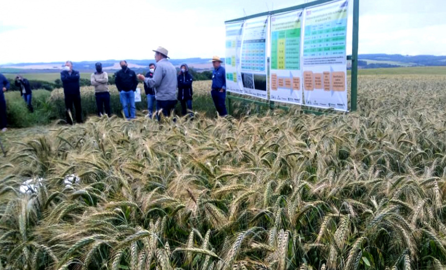IDR-Paraná mostra viabilidade do cultivo de cereais de inverno em Ponta Grossa