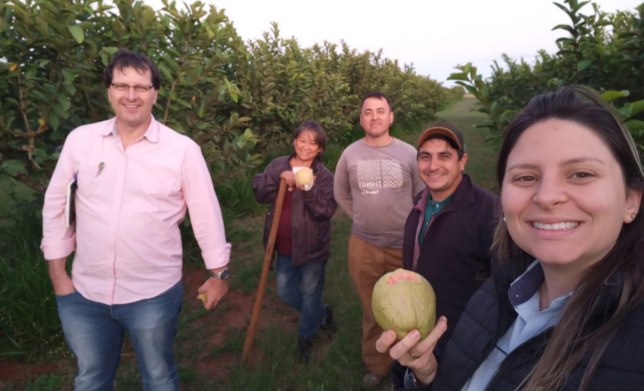 Dedicação dos produtores faz Carlópolis ser conhecida como Capital Nacional da Goiaba de Mesa.