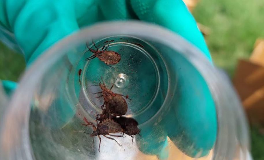 Saúde abre inscrições para curso de formação em Agentes de Combate às Endemias