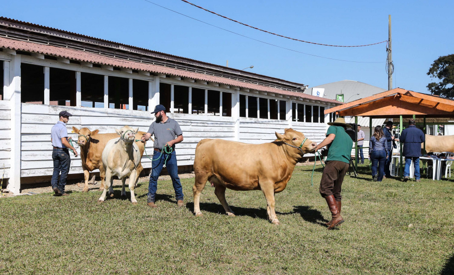 Veterinários que atuam na erradicação da brucelose devem se recadastrar neste mês na Adapar