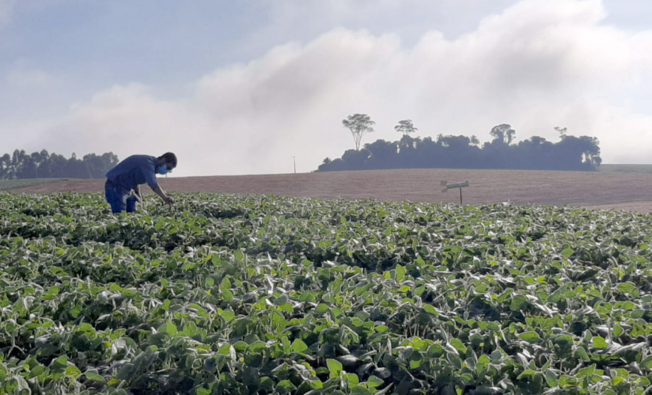 Alerta Ferrugem é retomado no Paraná