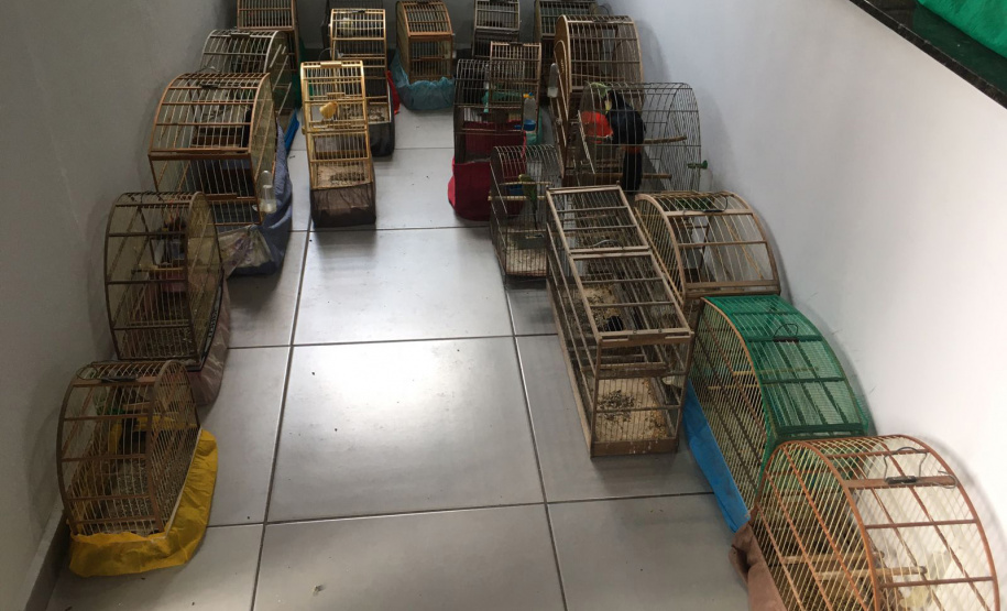 Fiscais do escritório regional do IAT de Curitiba resgataram 20 aves silvestres vítimas de maus-tratos em Rio Branco do Sul.