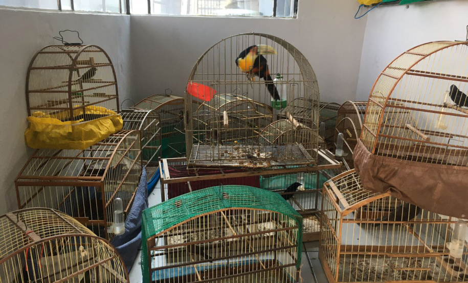Fiscais do escritório regional do IAT de Curitiba resgataram 20 aves silvestres vítimas de maus-tratos em Rio Branco do Sul.