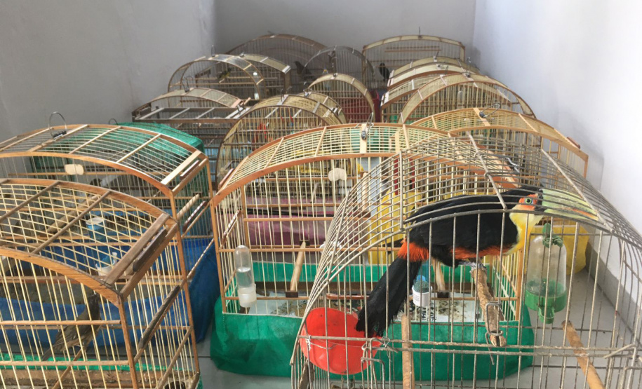 Fiscais do escritório regional do IAT de Curitiba resgataram 20 aves silvestres vítimas de maus-tratos em Rio Branco do Sul.