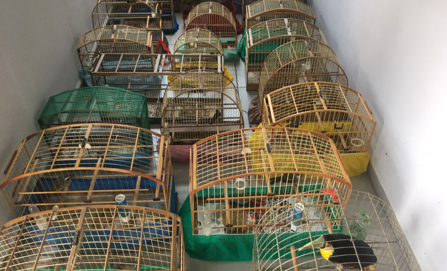 Fiscais do escritório regional do IAT de Curitiba resgataram 20 aves silvestres vítimas de maus-tratos em Rio Branco do Sul.